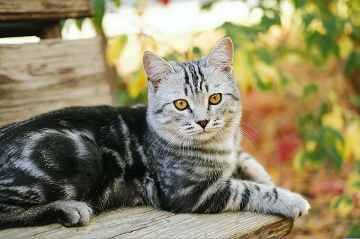 Grey stripped cute young cat sitting on the bench outdoor, fall or autumn colorful background