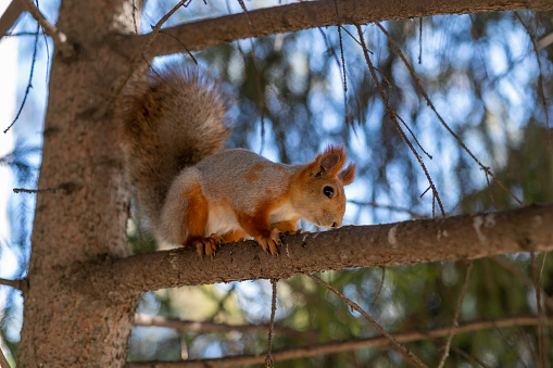 A beautiful red squirrel eats nuts in the forest. A squirrel with a fluffy tail sits and eats nuts close-up. Slow motion video