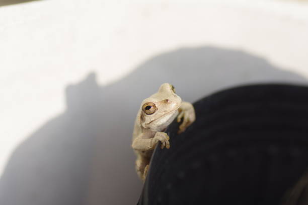 Close-up of a tree frog