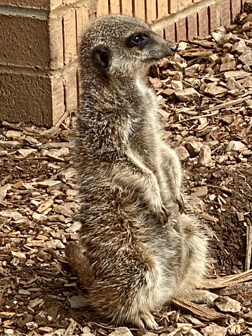 Meerkat sitting upright and looking at camera