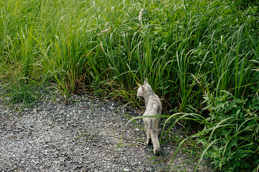 Gray tabby kitten in the grass