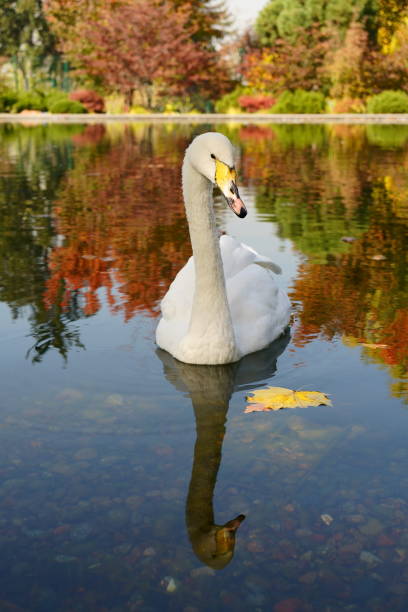istock White swan looking at camera on autumn landscape background 1759120885