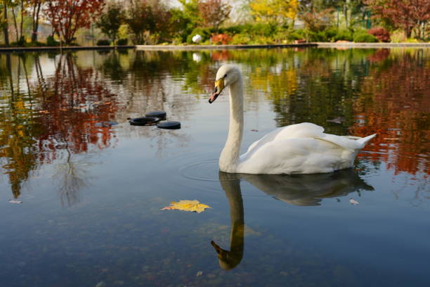 istock Autumn landscape with a white swan on the water 1759122908
