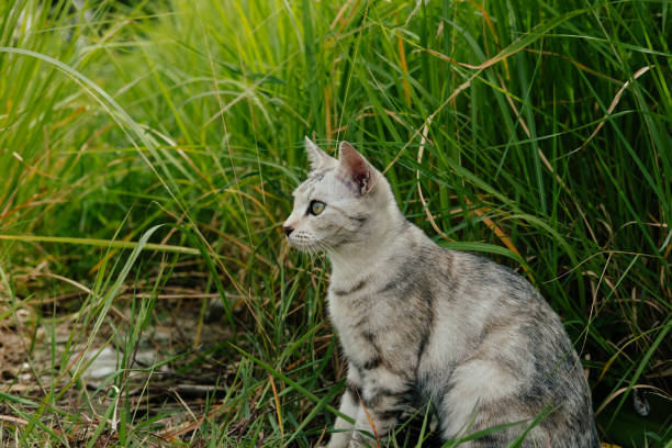 istock Gray tabby kitten in the grass 1759122918