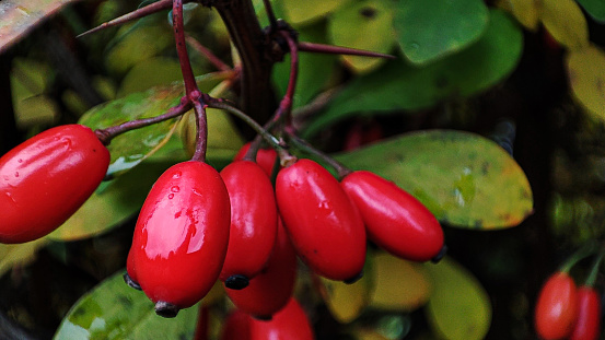 Holly, ilex aquifolium, red berries. Galicia, Spain.