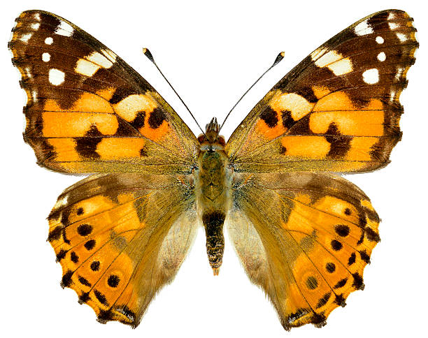 istock Isolated painted lady butterfly 175913000
