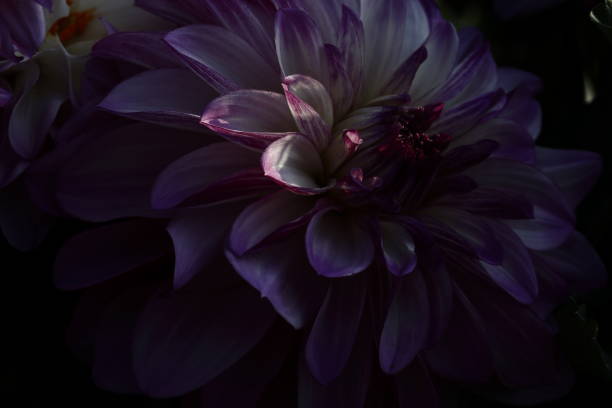 istock Dahlia in Nara 1759130755