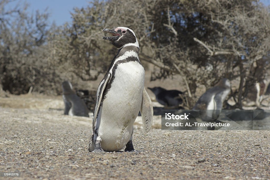 Pingwin Magellanic, Argentyna - Zbiór zdjęć royalty-free (Ameryka Południowa)