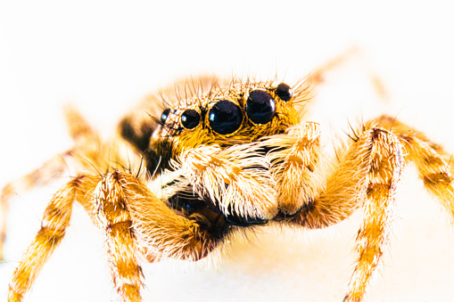 Macro shot of jumping spider isolated on white background.