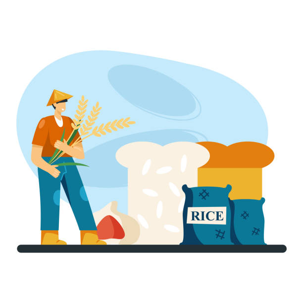 Worker in traditional hat holding rice ears, standing near large rice flour bread and bag of rice Asian worker in traditional hat holding rice ears, standing near large rice flour bread and bag of rice. Production of rice products concept. Flat vector illustration in cartoon style cartoon of the sushi plate stock illustrations