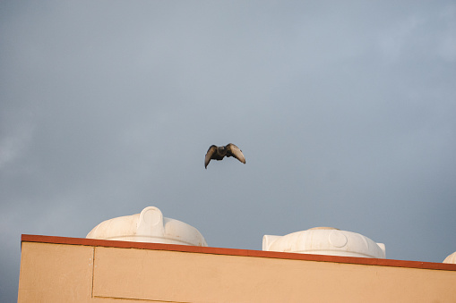 Pigeon flying over the roofs of houses in India.