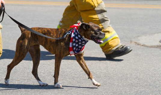 A fire dog in a fourth of July parade.