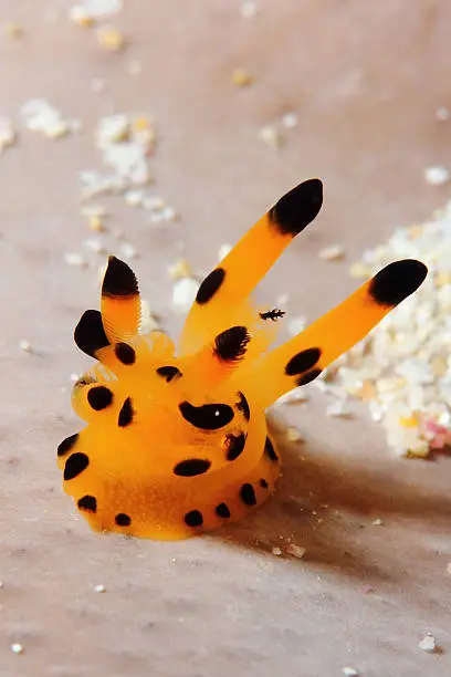 sea slug born in face of the Japanese cartoon pikachu