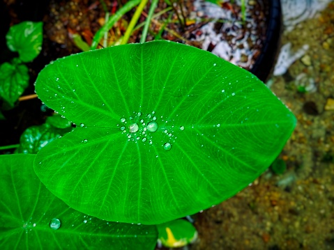 Drops of water on a taro leaf in the garden