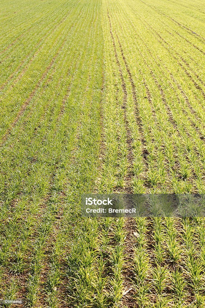 Young wheat field Field of young wheat. Agricultural Field Stock Photo