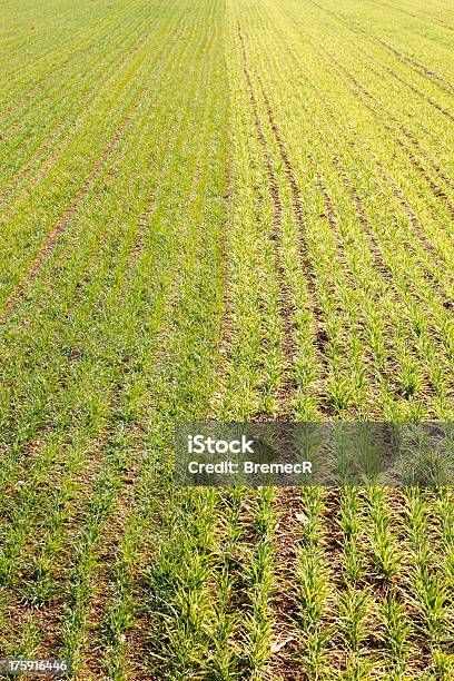 Young Wheat Field Stock Photo - Download Image Now - Agricultural Field, Agriculture, Beauty In Nature