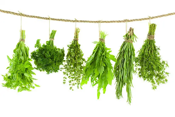 Set of Spice Herbs  /  isolated on white background /  bunches of thyme, basil, oregano, parsley, sage and rosemary are hanging and drying