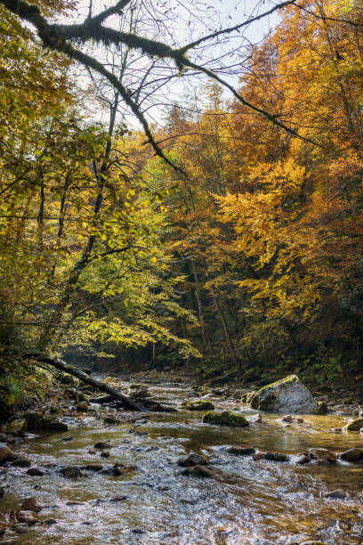 istock Fast mountain river in an autumn forest landscape 1759166658