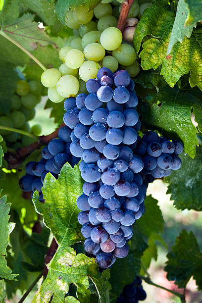 istock Purple and green grapes surrounded by leafes 175917106