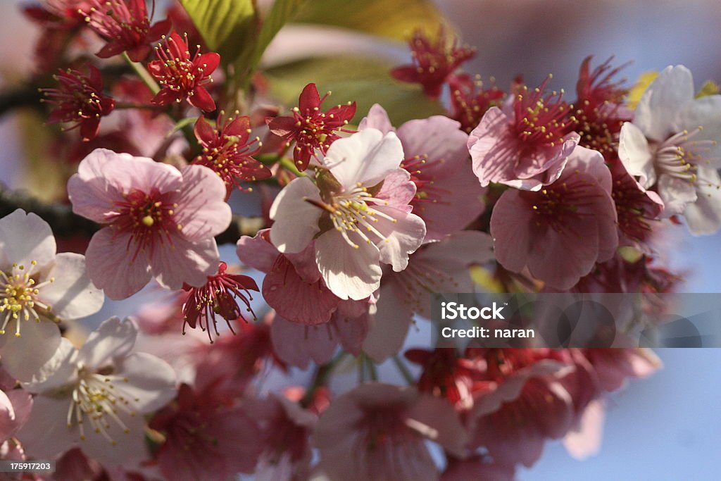 Árbol de Cerezo - Foto de stock de Asia libre de derechos