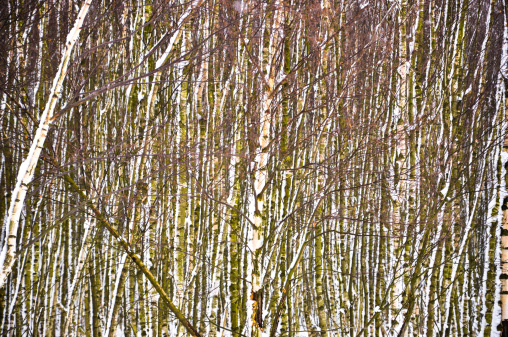 An image of landscape during spring