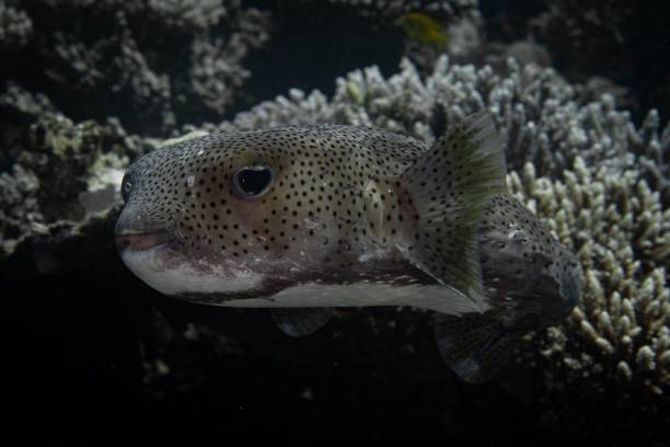 istock Long-spined hedgehog fish (Diodon hystrix) swimming under the Red Sea 1759179719