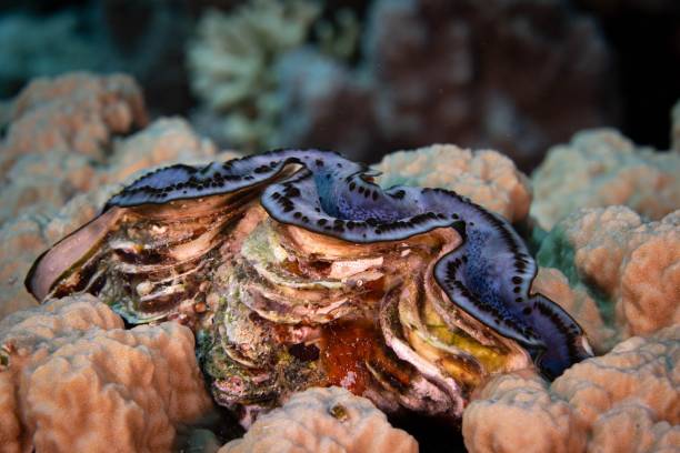 istock Giant cocked hat (Tridacna gigas) swimming in a tropical coral reef underwater 1759185051