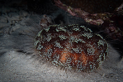 A vivid close-up shot of Sea urchins (Echinoidea) in natural habitat