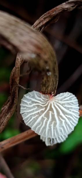 istock Beutiful underside of white marasmiellus fungi 1759193690