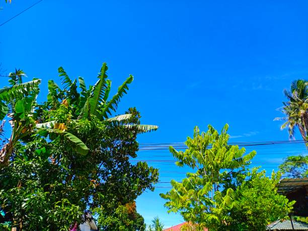 istock Green nature view of trees with a blue sky background 1759194074