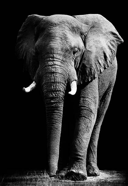 Close up of an elephant in black background Artistic black and white image of an African elephant tusk photos stock pictures, royalty-free photos & images