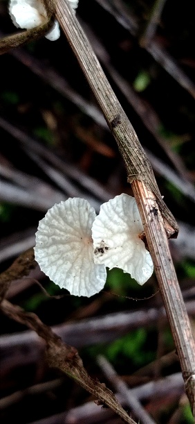 Beutiful upperside of white marasmiellus fungi