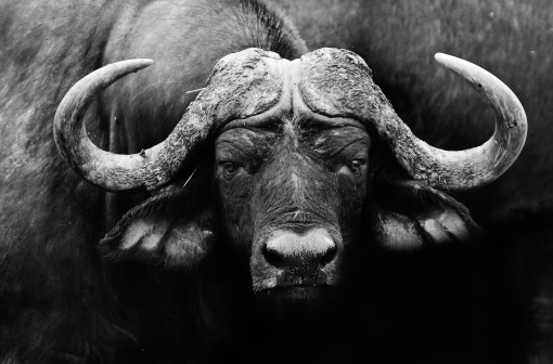 Artistic black and white image of an African Buffalo