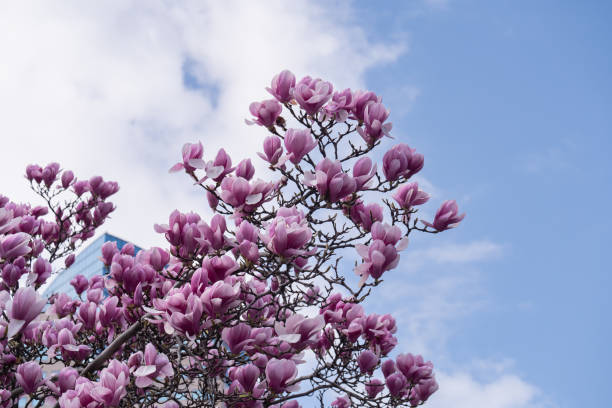 istock Pink magnolia blooming in spring against the blue sky. 1759196309
