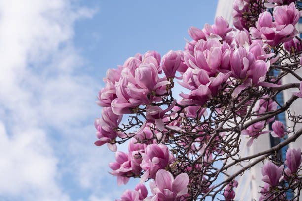 istock Pink magnolia blooming in spring against the blue sky. 1759196834