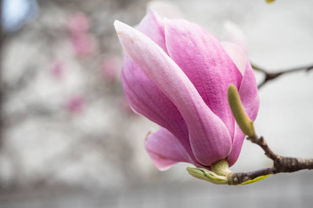 istock Magnolia flowers blooming in spring. 1759196879