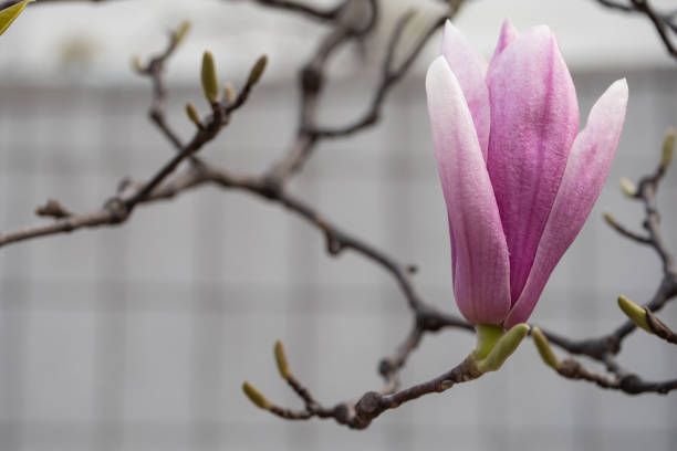 istock Magnolia flowers blooming in spring. 1759197396