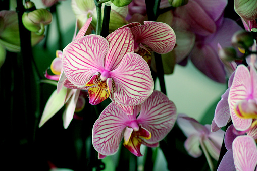 Orchids phalaenopsis flower on window sill. Home plants in blossom. White, purple, pink blooms. Home garden. Successful growing