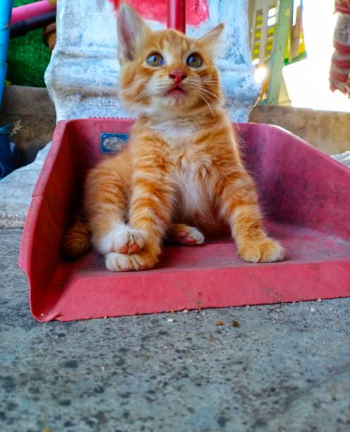 istock Ginger cat sitting in a dust pan 1759204282