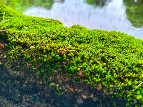 Green moss on stone brick