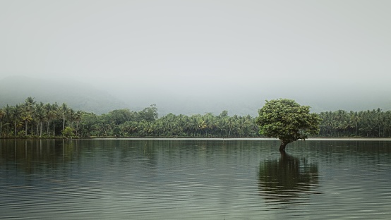 One tree grows in the middle of the lake