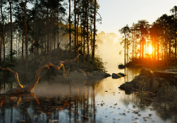 Beautiful forest with fog, 3D illustration