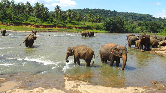 Elephants pool, Pinnawala, Sri Lanka
