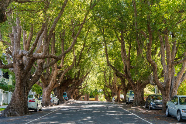 istock Tree-lined Abbott Street in New Farm, Brisbane. 1759218516