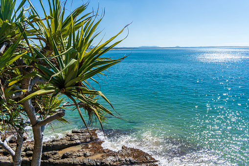 Pandanus trees on the rocky cliff at Noosa Heads. Sunshine Coast, Queensland.