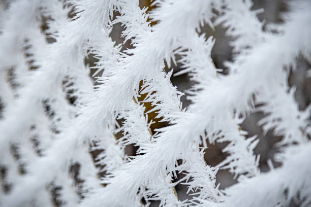 istock Pine trees branches covered with snow frost. Perfect wintry wallpapers magical nature photography. 1759230300