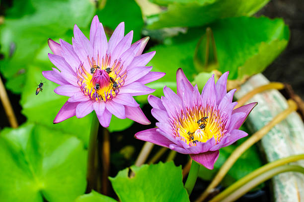 istock waterlily with bee in the pond 175923603