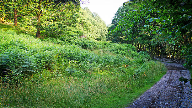 road, cerca de coniston agua - nibthwaite fotografías e imágenes de stock