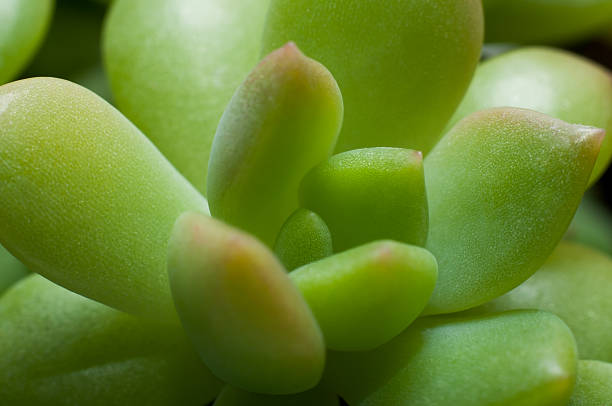 istock Fresh Green Succulent Plant Emerging 175924194