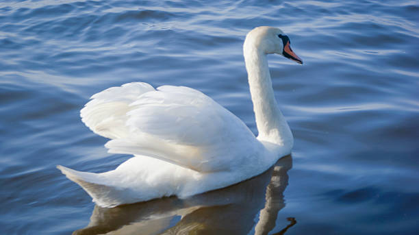 istock Swan on the lake 175924238